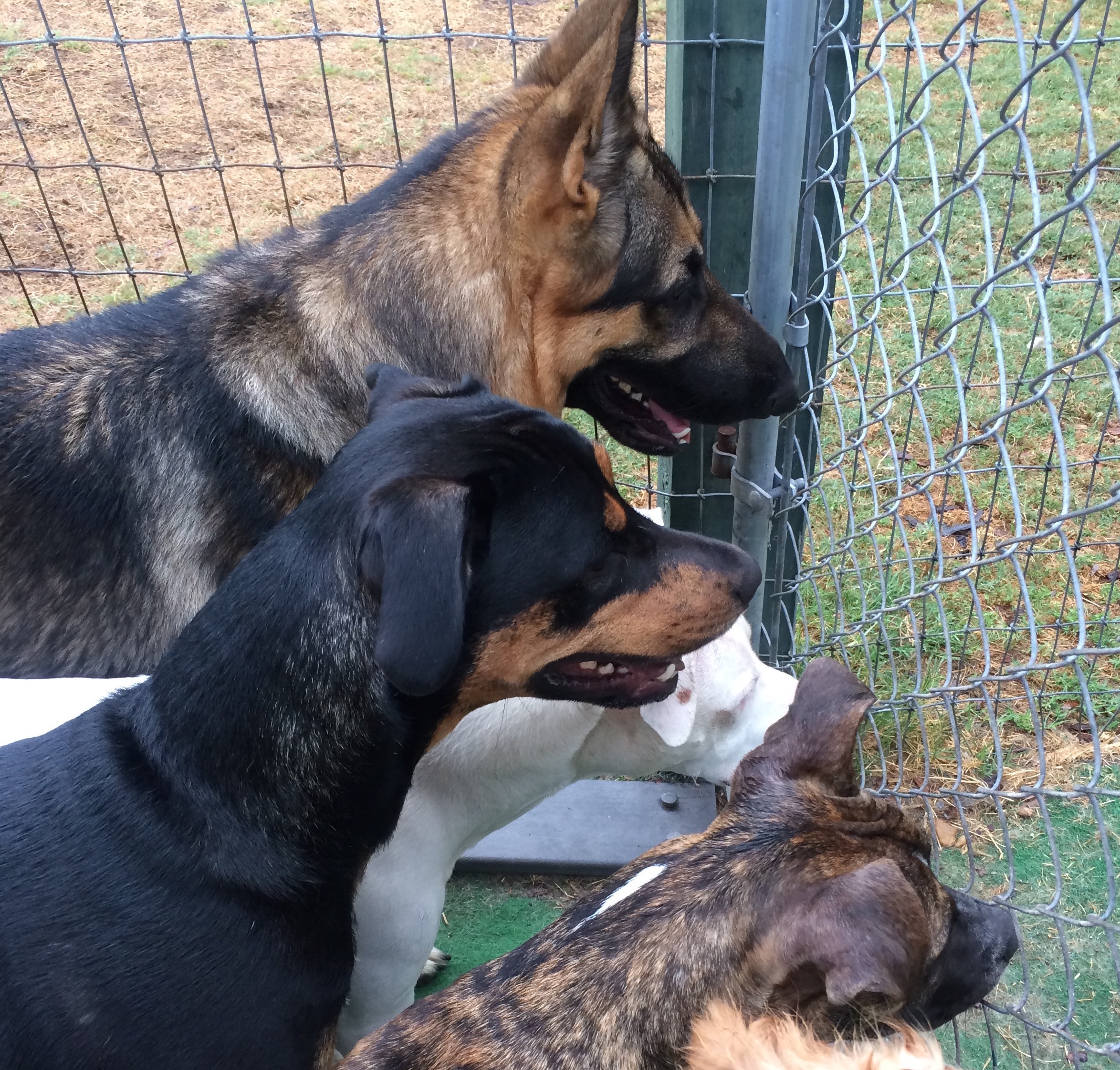 Daycare Ketch Dogs of Tampa